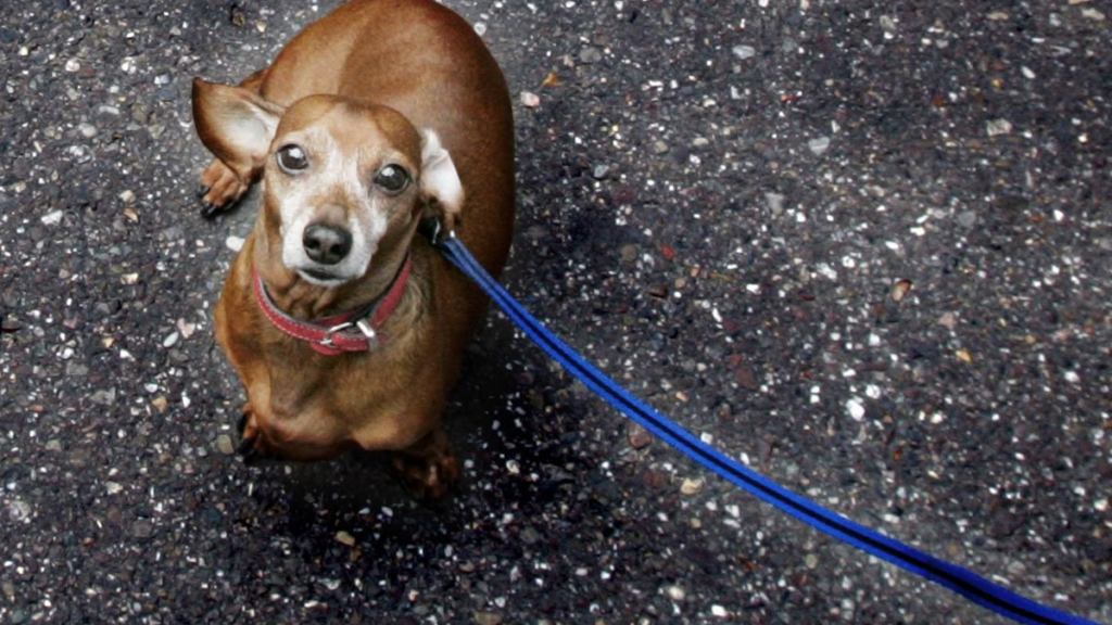Houd uw hond aan de lijn in het Staphorsterveld Houd uw hond aan de lijn in het Staphorsterveld