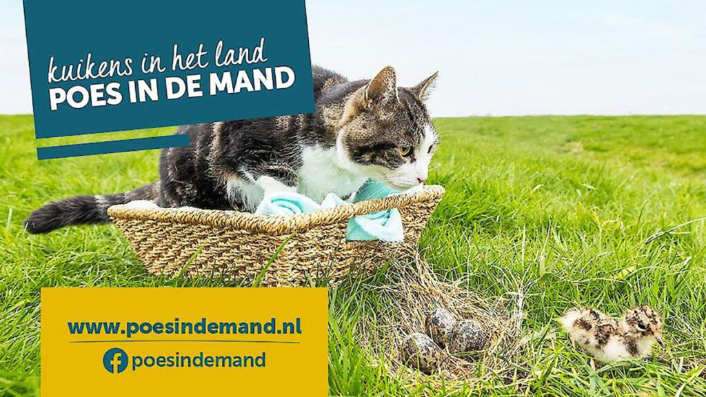 Kuikens in het land, poes in de mand