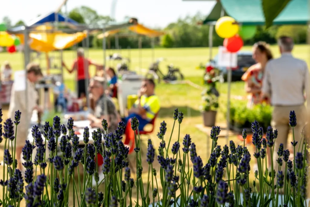 Succesvolle Lavendelactie Stichting Denbi trekt veel bezoekers