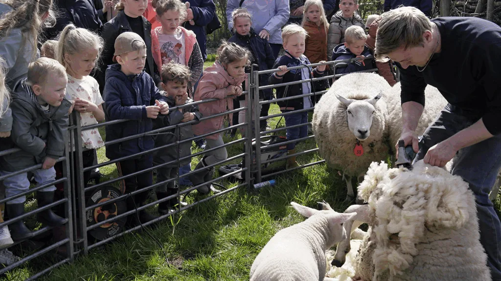 Veldschuur viert 20 jaar met Schaapscheerfeest en Alpaca’s
