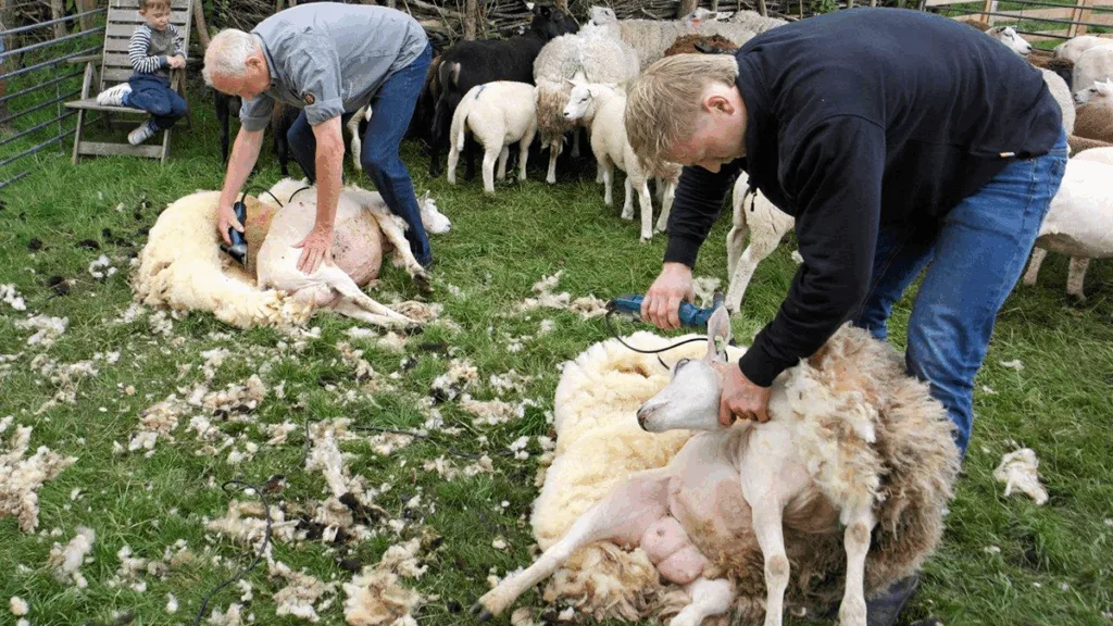 Herkansing schapen scheren bij de Veldschuur