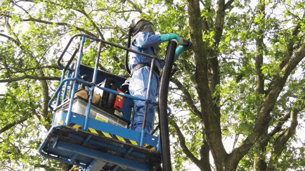 Bestrijding Eikenprocessierups van start in Staphorst Bestrijding Eikenprocessierups van start in Staphorst