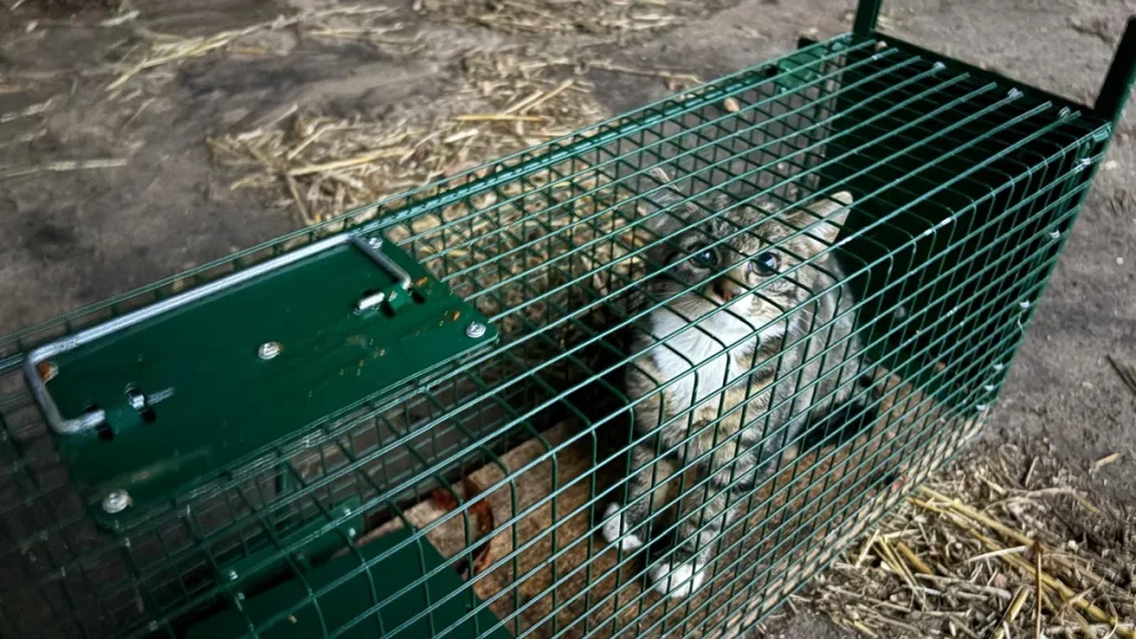 Grote vangactie verwilderde katten in de regio van start