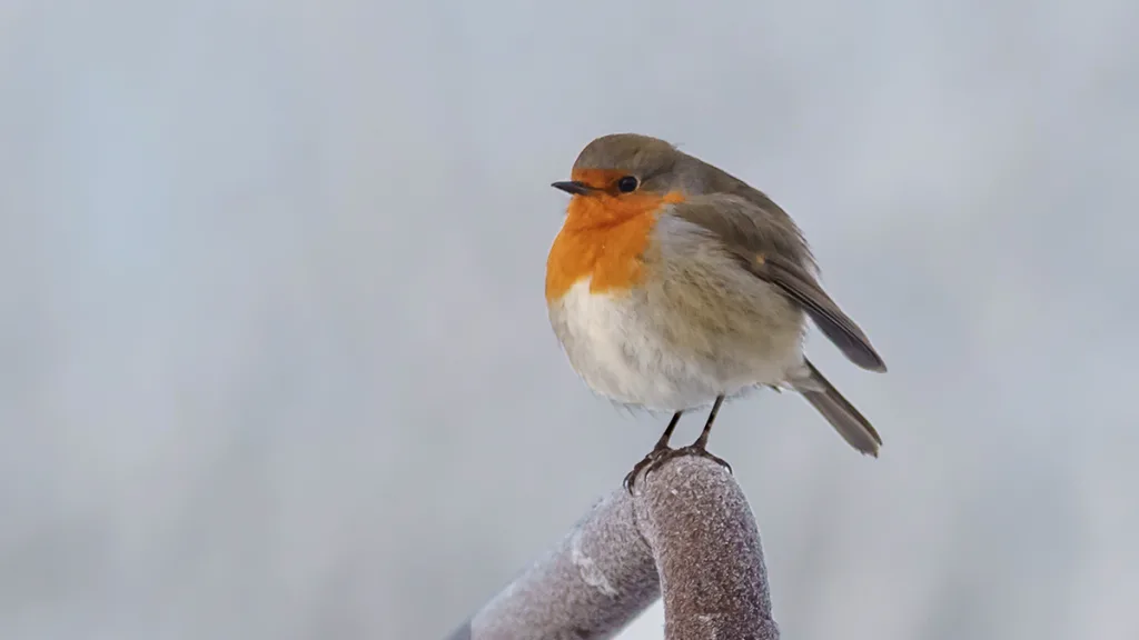 Kinderactiviteit: Maak je eigen vogelvoer bij De Veldschuur