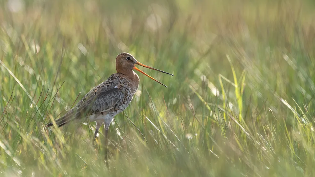 Op zoek naar de grutto: Vogelexcursies bij De Veldschuur