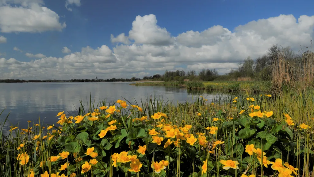 Natuurfotograaf brengt De Wieden tot leven in Rouveen