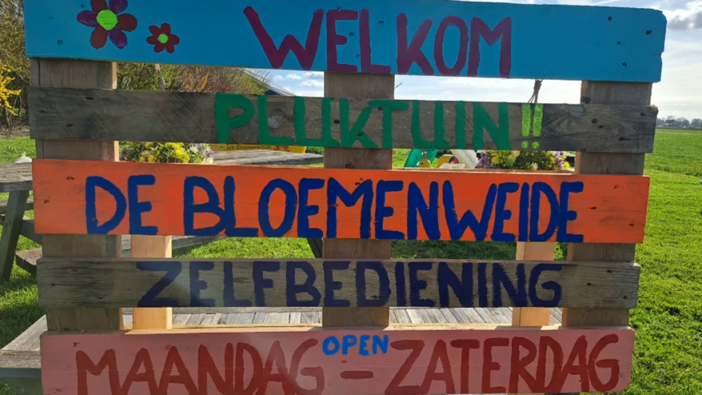 Tulpenpracht in Rouveen: de pluktuin is weer geopend