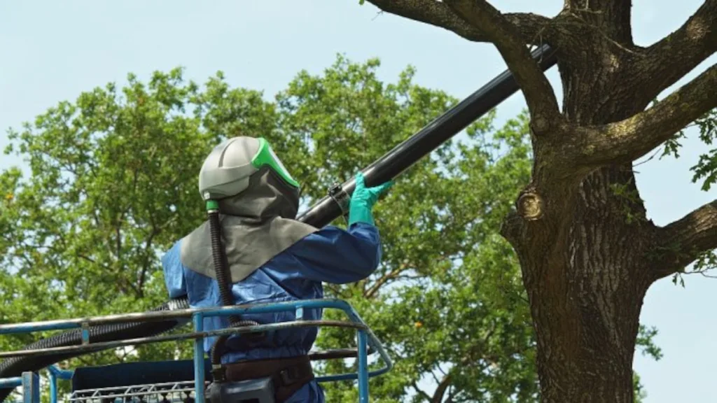 Staphorst start verwijdering eikenprocessierupsnesten Staphorst start verwijdering eikenprocessierupsnesten